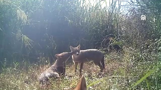 Genç Çakal Ailesi Fotokapanla Kaydedildi