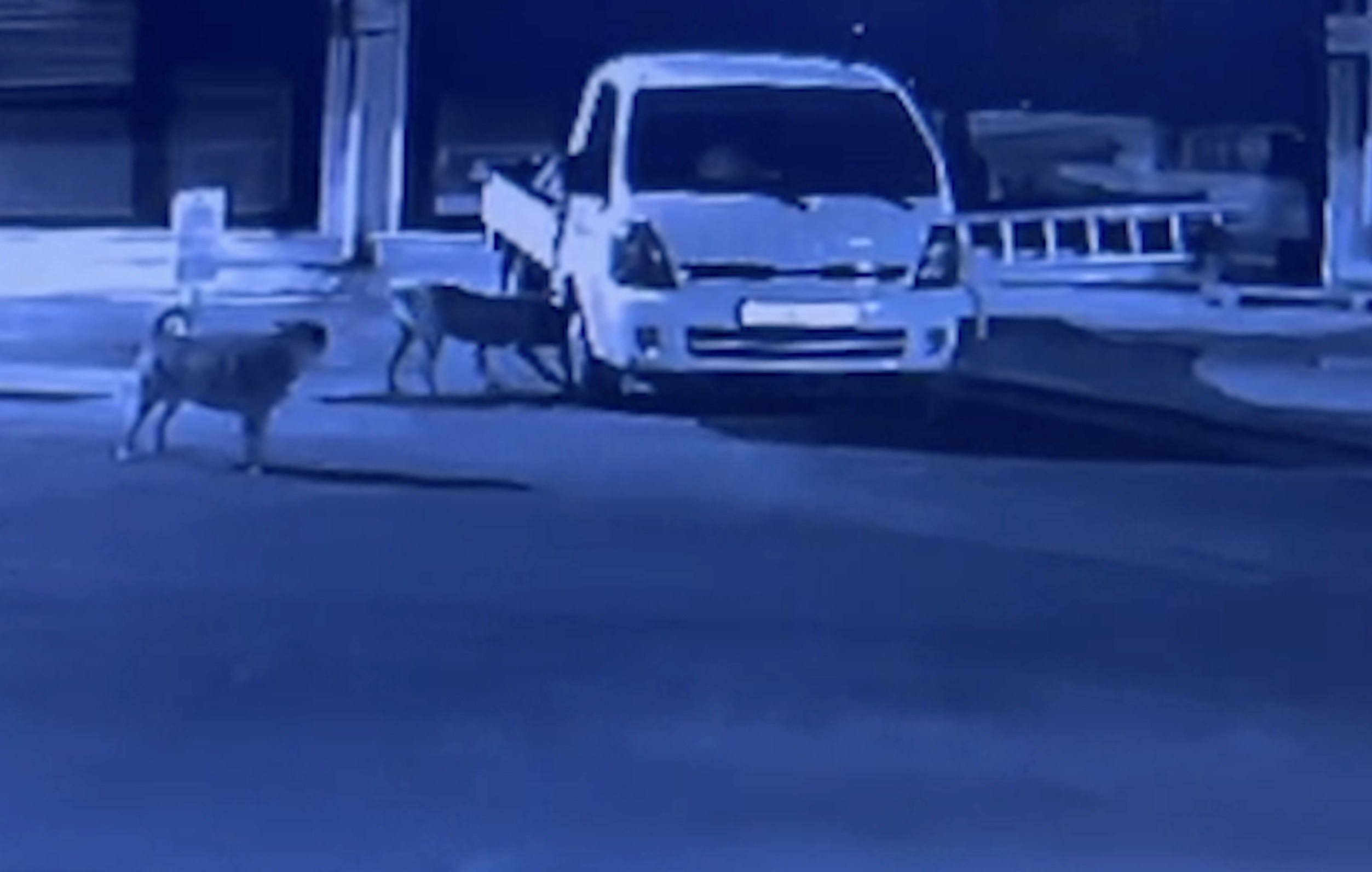 Sokak köpekleri park halindeki kamyoneti parçaladı