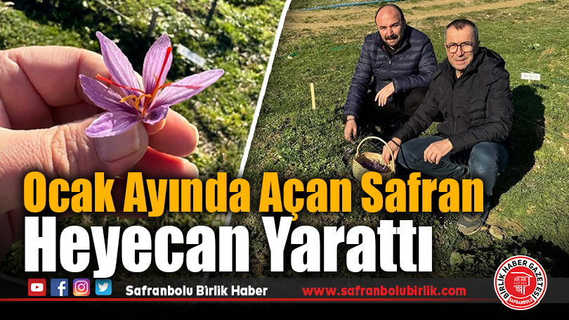 Ocak Ayında Açan Safran Heyecan Yarattı