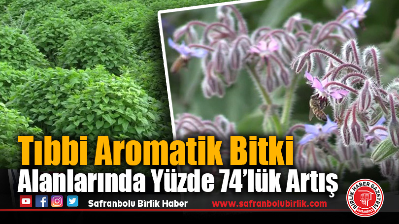 Tıbbi Aromatik Bitki Alanlarında Yüzde 74’lük Artış
