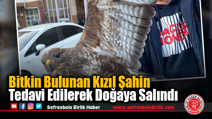 Bitkin Bulunan Kızıl Şahin Tedavi Edilerek Doğaya Salındı