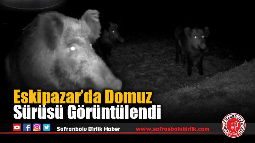 Eskipazar’da Domuz Sürüsü Görüntülendi