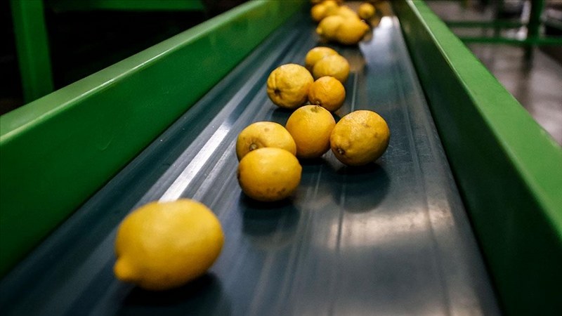 Narenciye ihracatından büyük getiri