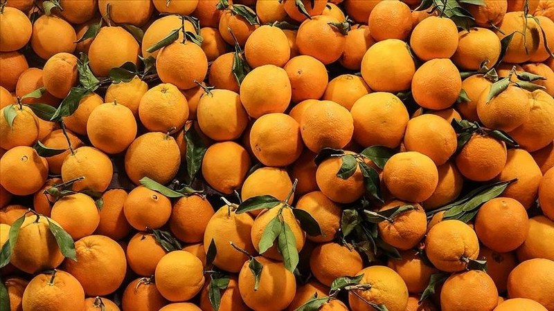 Türkiye’nin narenciye ihracatını Doğu Akdeniz illeri sırtladı