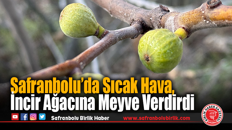 Safranbolu’da Sıcak Hava, İncir Ağacına Meyve Verdirdi