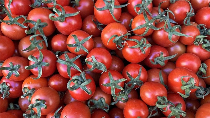 Sebze ihracatında Türkiye’nin lideri Antalya