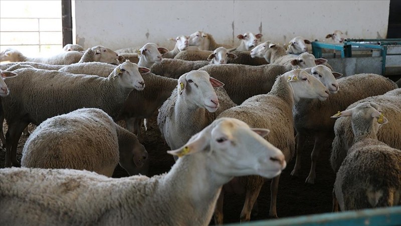 TKDK desteğiyle sürüsünü büyüttü