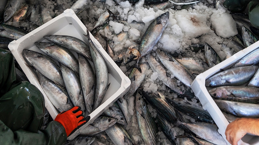 Palamut, Geçen Yıl En Çok Tüketilen Deniz Ürünü