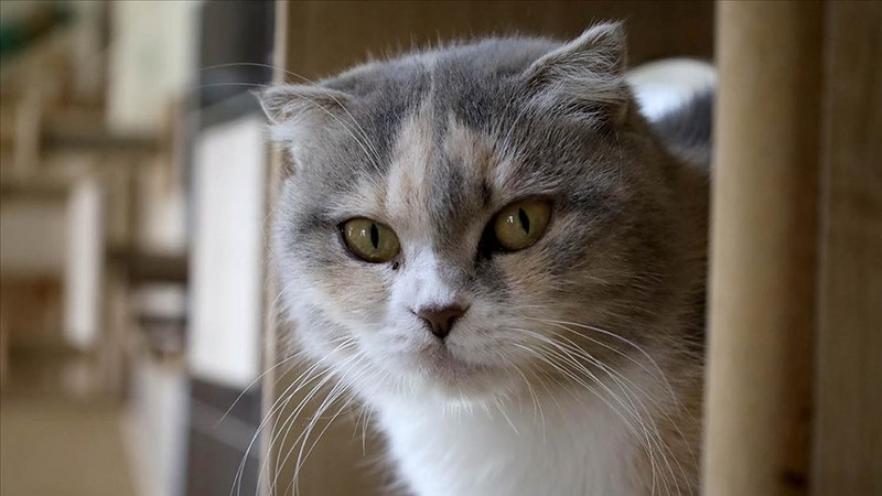 Bakım merkezi 8 bin “can dosta” şifa oldu