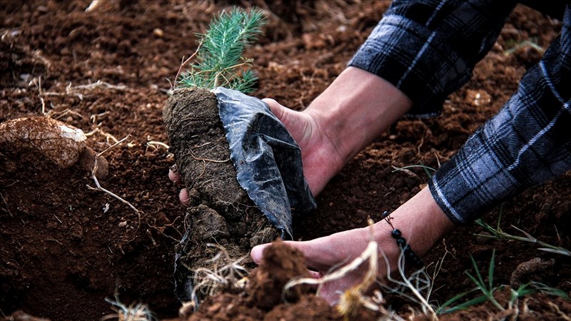 Geçen yıl yaklaşık 500 milyon fidan toprakla buluştu