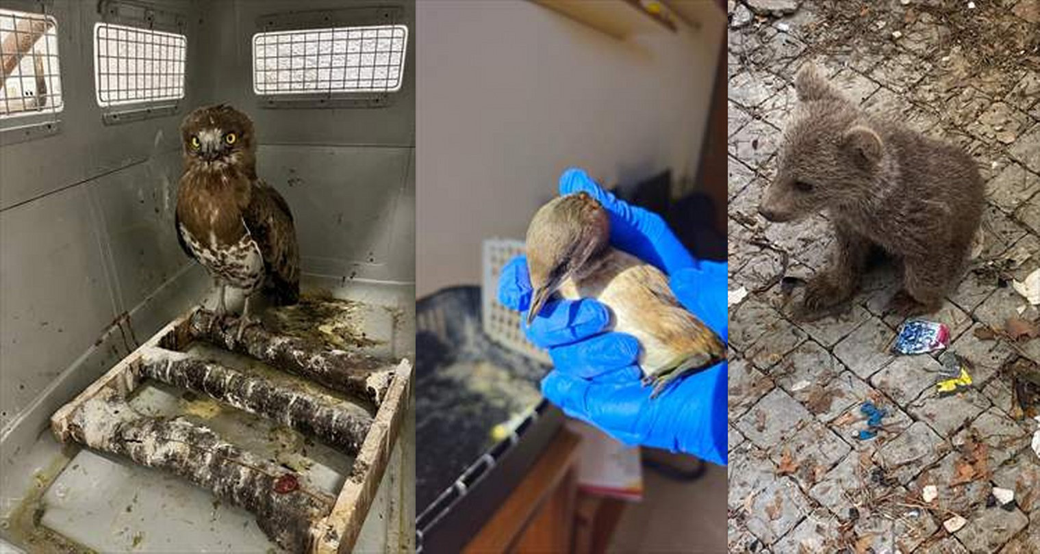 Bolu’da yaralı ve bitkin yaban hayvanlarını yardımına DKMP ekipleri yetişti