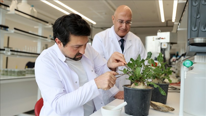 Pancarda kök çürüklüğü hastalığının “bakterilerle tedavisi” çevreyi de koruyacak