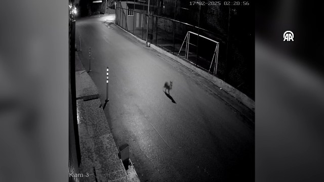 Zonguldak’ta şehre inen çakal güvenlik kamerasınca görüntülendi