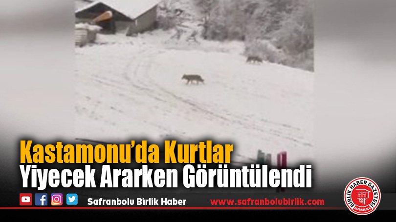 Köyde Yiyecek Arayan Kurtlar Kamerada