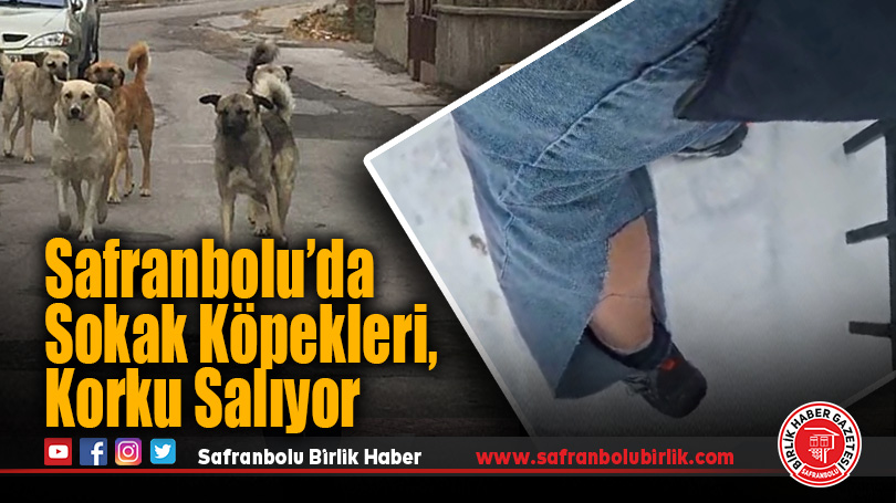 Safranbolu’da Sokak Köpekleri, Korku Salıyor