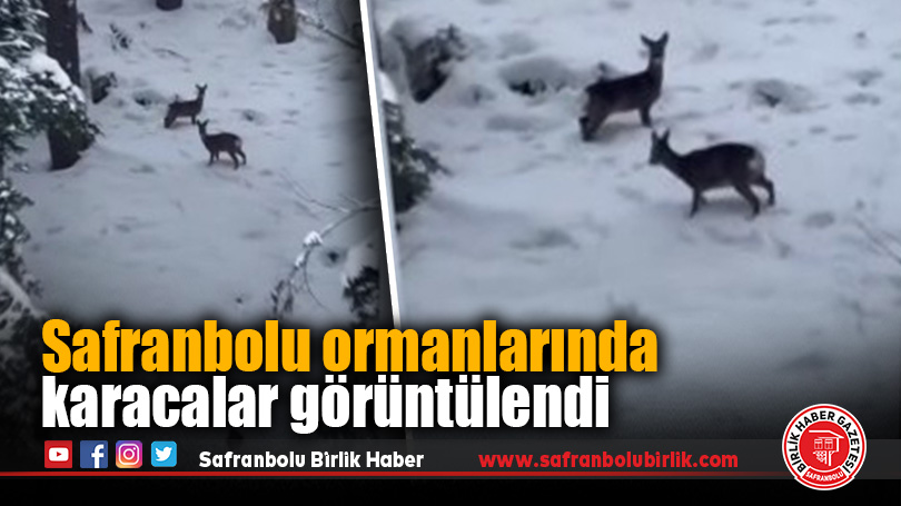 Safranbolu ormanlarında karacalar görüntülendi