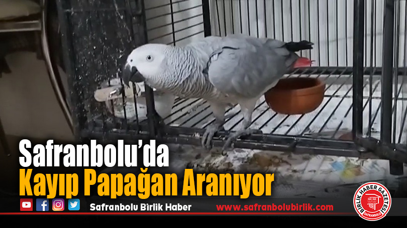 Safranbolu’da Kayıp Papağan Aranıyor