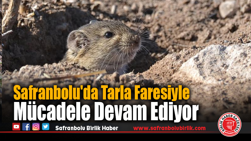 Safranbolu’da Tarla Faresiyle Mücadele Devam Ediyor