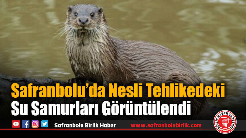 Safranbolu’da Nesli Tehlikedeki Su Samurları Görüntülendi