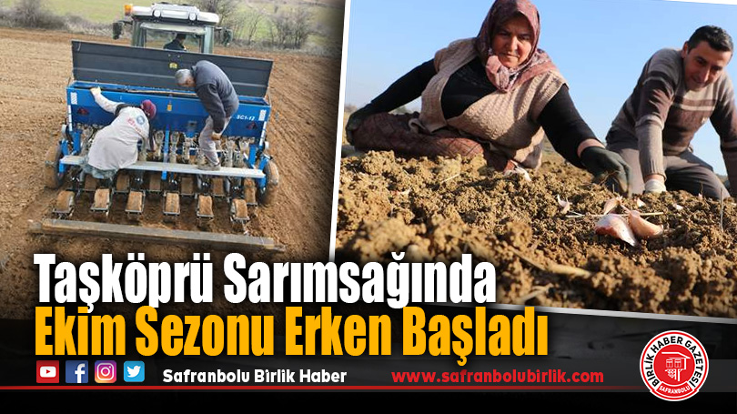 Taşköprü Sarımsağında Ekim Sezonu Erken Başladı