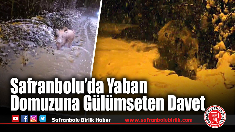 Yaban domuzunu “gel oğlum” diyerek çağırdı