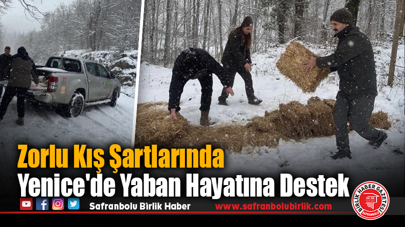 Zorlu Kış Şartlarında Yenice’de Yaban Hayatına Destek