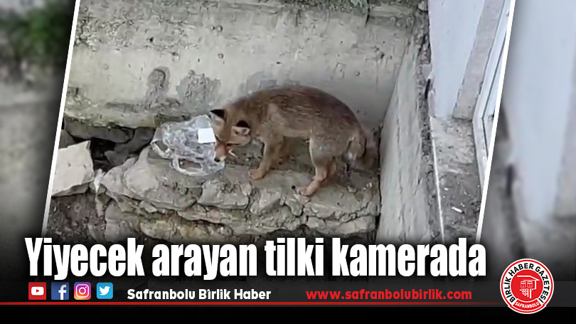Yiyecek arayan tilki kamerada