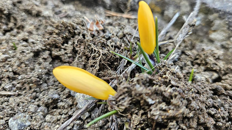 Baharın müjdecisi çiğdemler erken açtı
