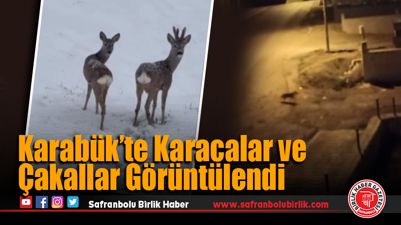 Karabük’te Karacalar ve Çakallar Görüntülendi