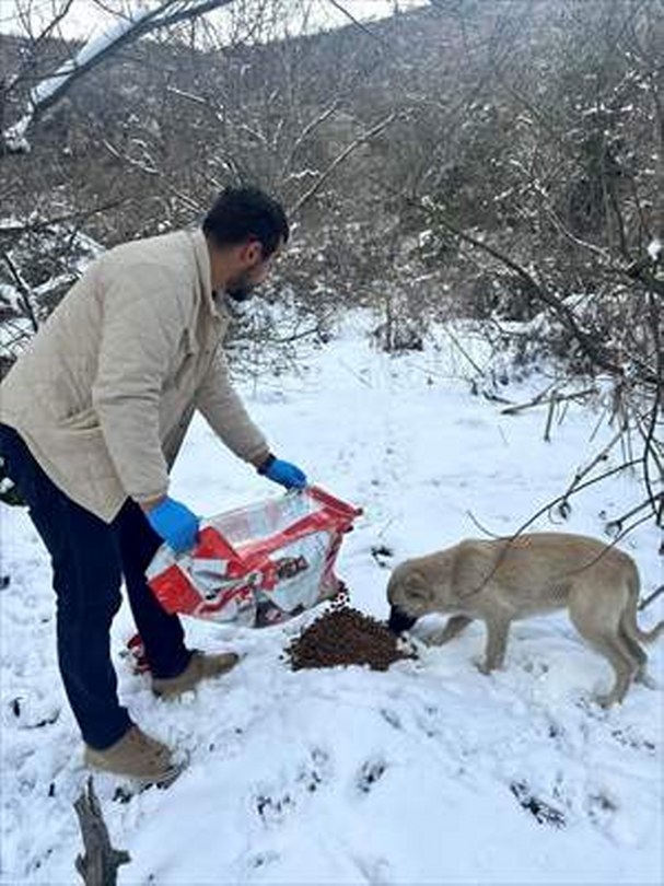 Göynük’te sahipsiz hayvanlar için yem bırakıldı