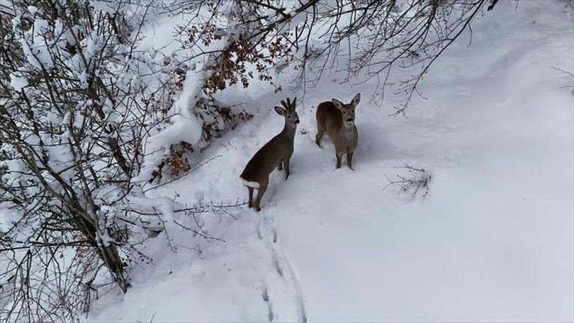 Kastamonu’da karda yürüyen 2 karaca dronla görüntülendi