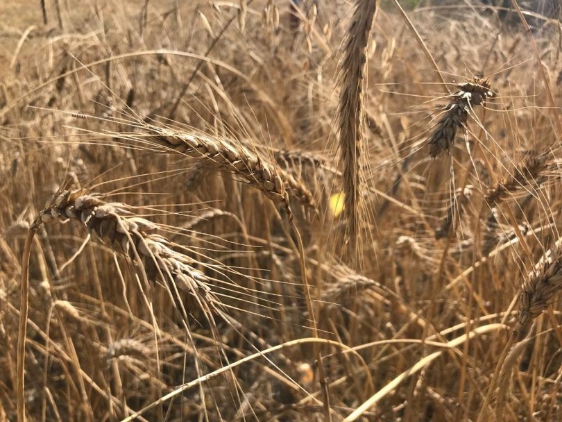 Tahılda alarm…