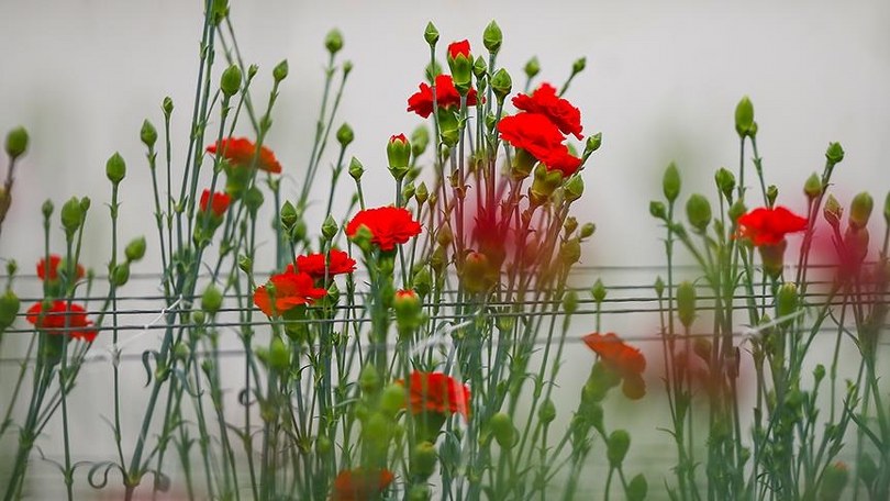 Türkiye’de geçen yıl en çok üretilen kesme çiçek karanfil oldu