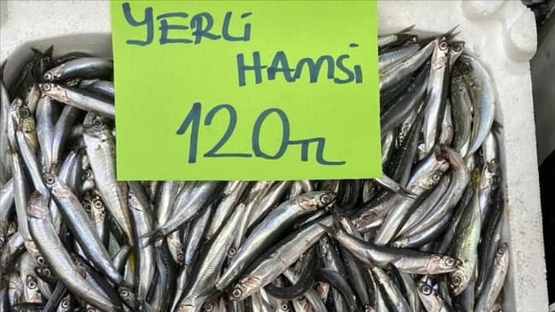 Ordu’da hamsinin kilogramı 120 ila 200 liradan satılıyor
