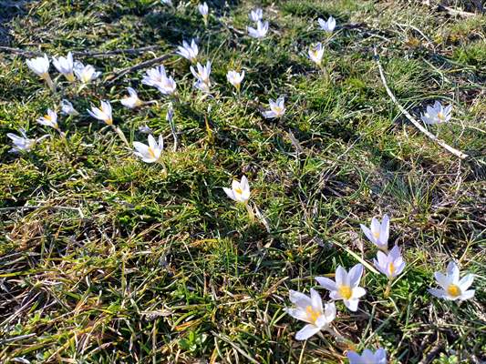 Bolu’da çiğdemler çiçek açtı