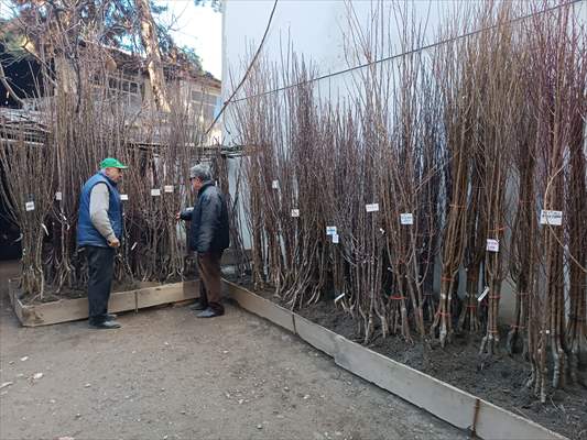 Tosya’da meyve fidanı satışları başladı
