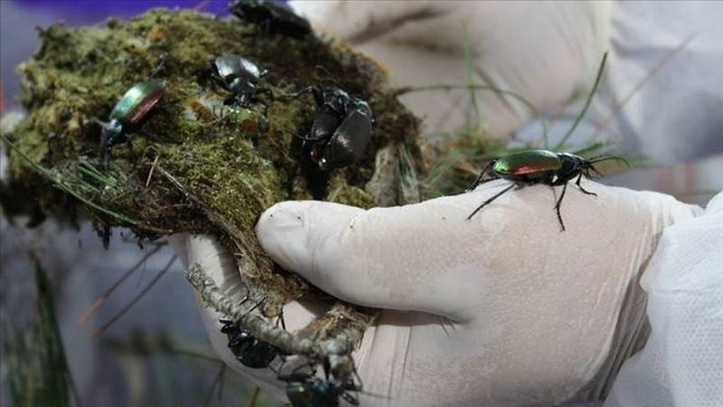 Orman zararlılarıyla mücadele için geçen yıl 856 bin “terminatör böcek” görev başındaydı
