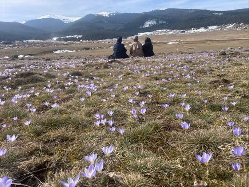 Bolu’daki Sarıalan Yaylası’nda çiğdemler çiçek açtı