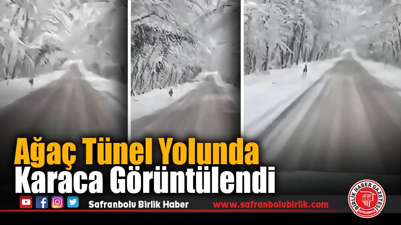 Ağaç Tünel Yolunda Karaca Görüntülendi