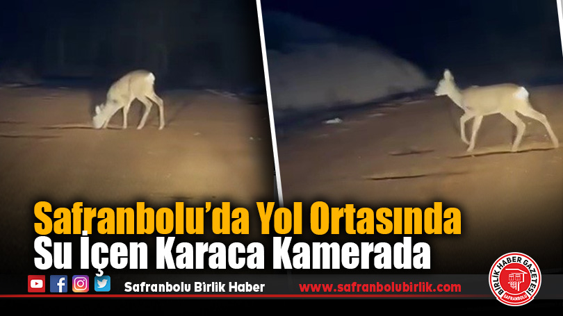 Safranbolu’da Yol Ortasında Su İçen Karaca Kamerada