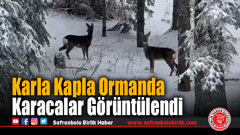 Karla Kapla Ormanda Karacalar Görüntülendi