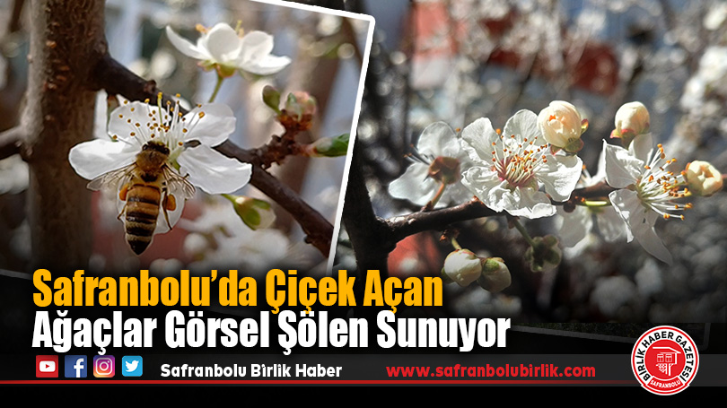 Safranbolu’da Ağaçlar Çiçek Açtı