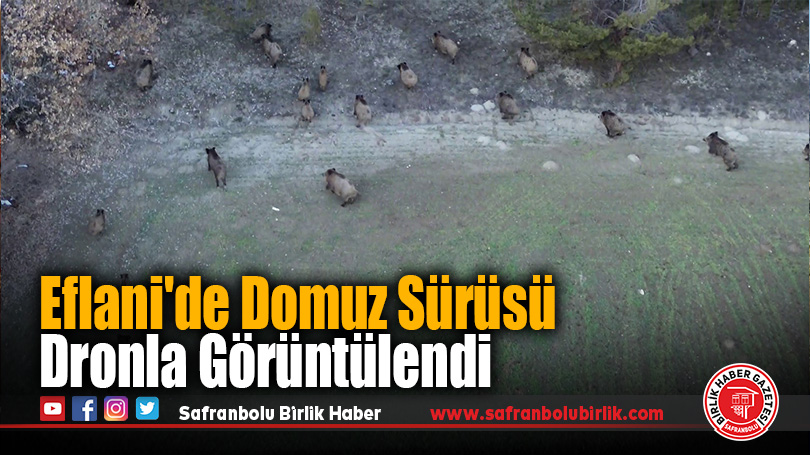 Eflani’de Domuz Sürüsü Dronla Görüntülendi