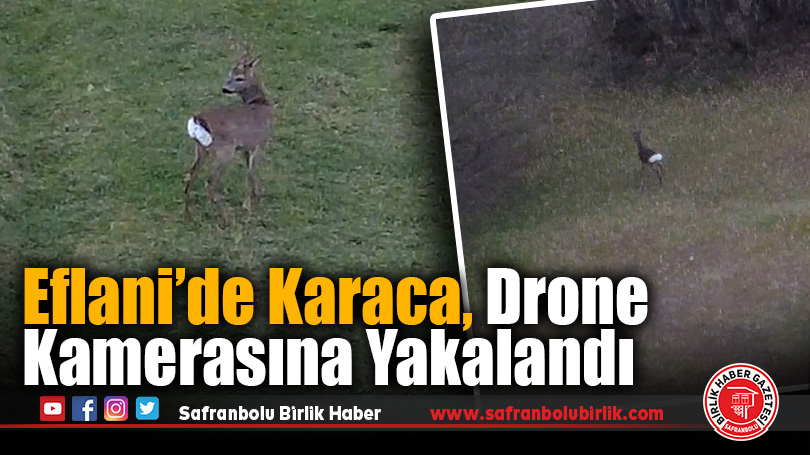 Eflani’nin Doğasında Karaca Sürprizi