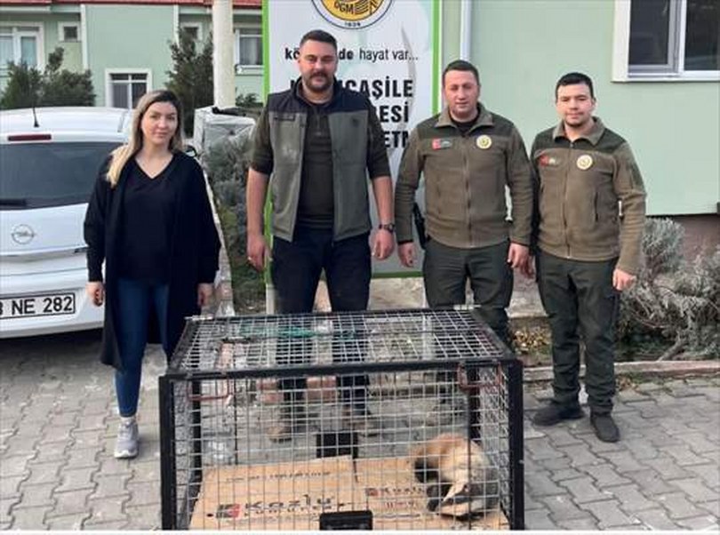 Bartın’da tuzağa yakalanan porsuk kurtarıldı