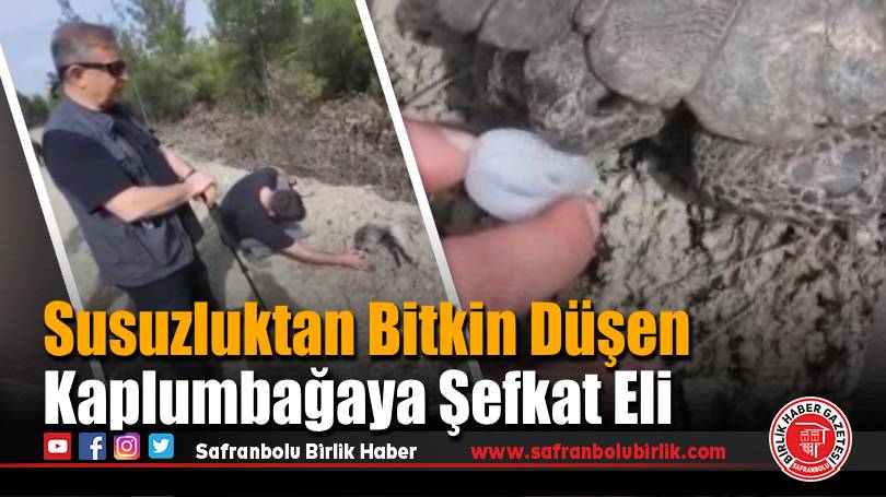 Susuzluktan Bitkin Düşen Kaplumbağaya Şefkat Eli