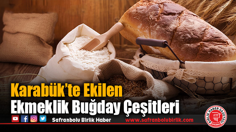 Karabük’te Ekilen Ekmeklik Buğday Çeşitleri Açıklandı