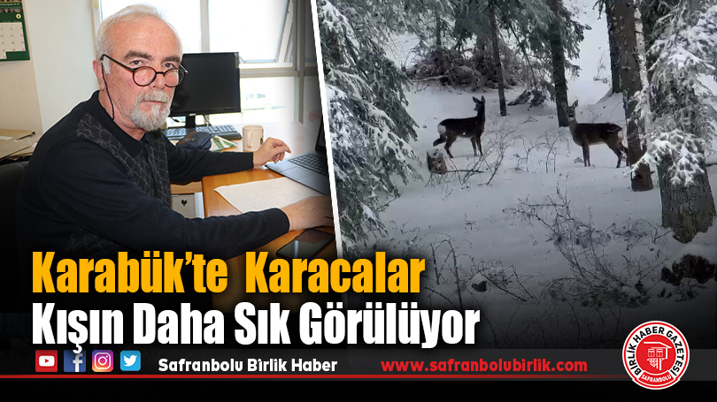 Karacalar Kışın Karabük’te Daha Sık Görülüyor