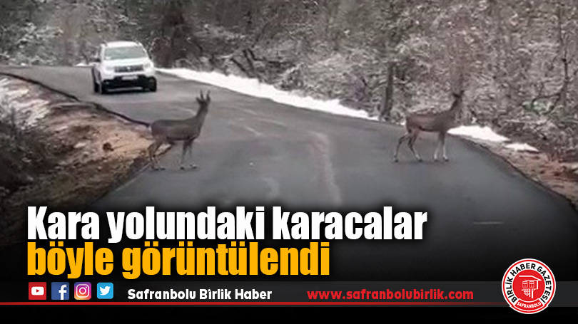 Kara yolundaki karacalar böyle görüntülendi