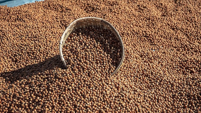 Giresun’da fındık 132-140 lira arasında işlem görüyor